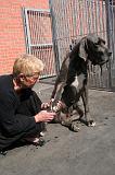 GRIFFES - DOGUE ALLEMAND 051